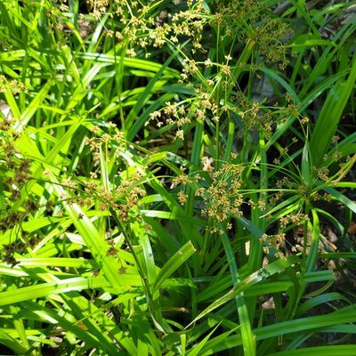 Scirpus microcarpus
