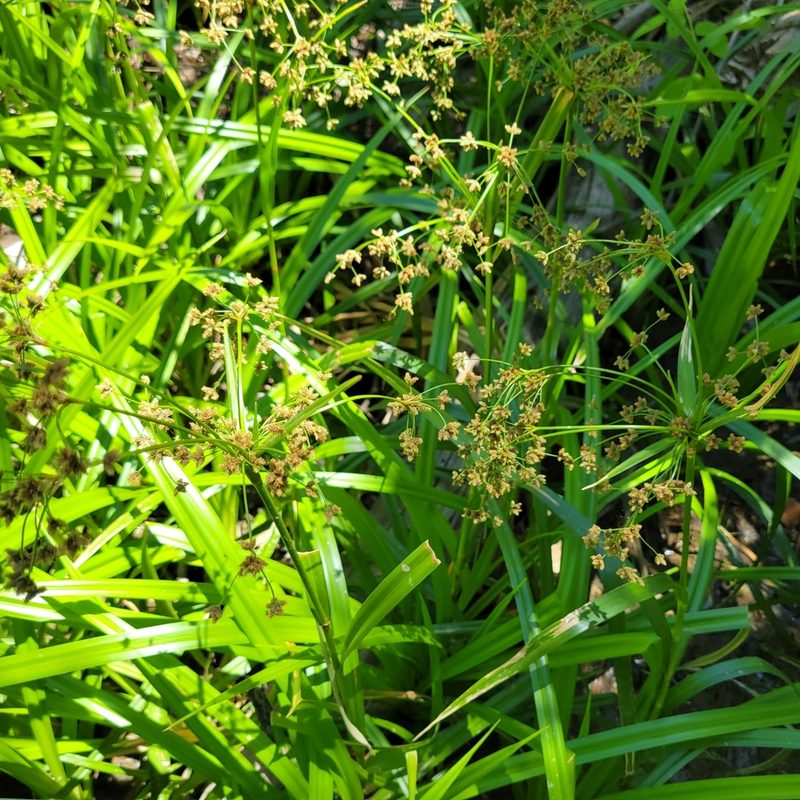 Scirpus microcarpus, photographed by Dan Horowitz