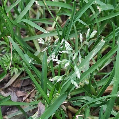 Poa annua