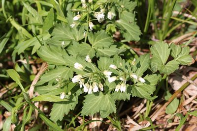 Cardamine diphylla, photographed by Quinten Wiegersma