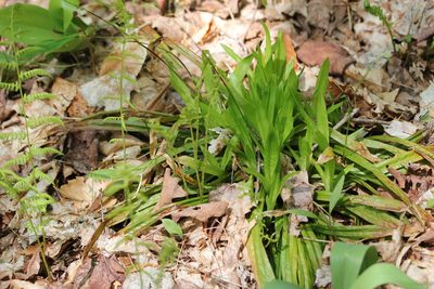 Carex plantaginea, photographed by Quinten Wiegersma