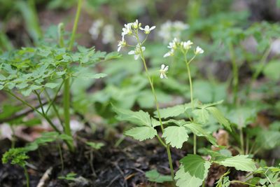 Cardamine diphylla, photographed by Quinten Wiegersma