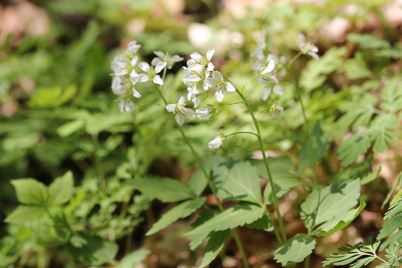 Cardamine diphylla, photographed by Quinten Wiegersma