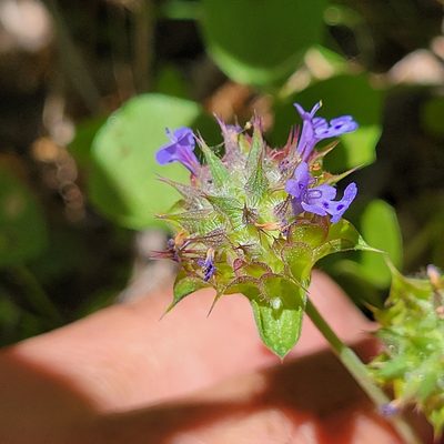 Salvia columbariae
