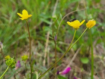 Ranunculus occidentalis, photographed by Casey H. Richart