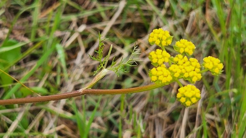 Lomatium utriculatum, photographed by Casey H. Richart