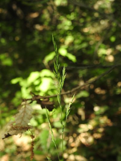 Festuca heterophylla, photographed by Yves Bas