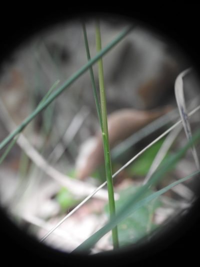 Festuca heterophylla, photographed by Yves Bas