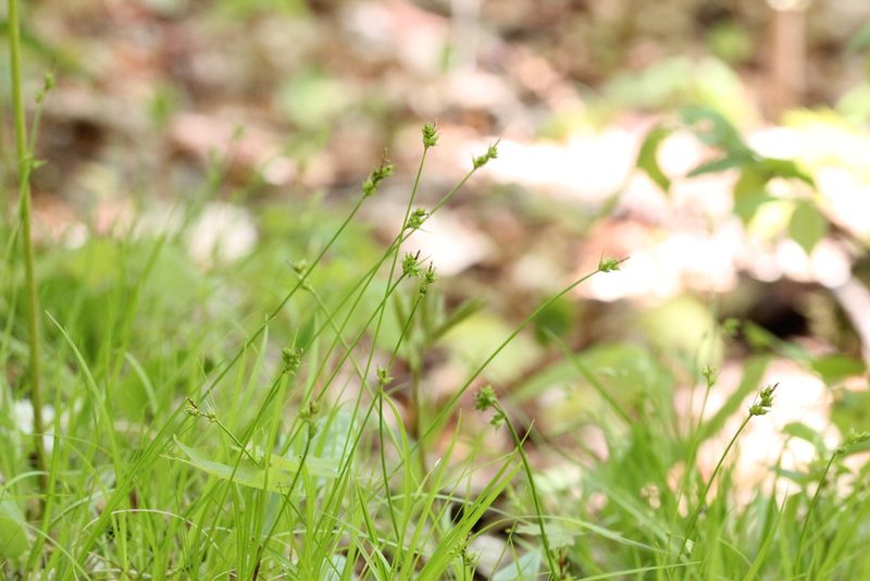 Carex peckii, photographed by Quinten Wiegersma