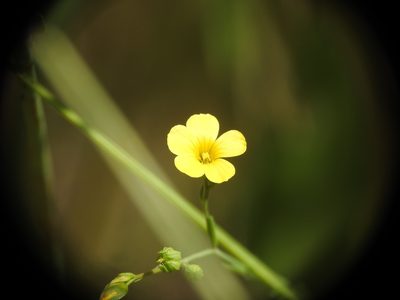 Linum trigynum, photographed by Yves Bas
