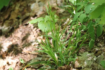 Carex leptonervia, photographed by Quinten Wiegersma
