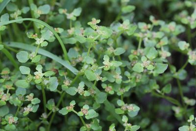 Chrysosplenium americanum, photographed by Quinten Wiegersma