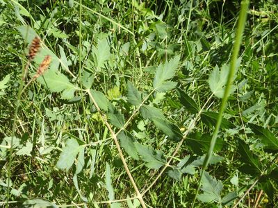 Peucedanum cervaria, photographed by Yves Bas