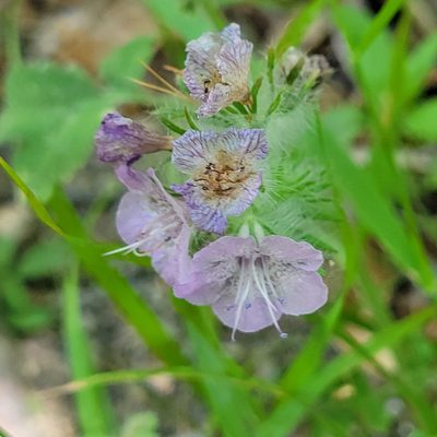 Phacelia cicutaria, photographed by Dan Horowitz