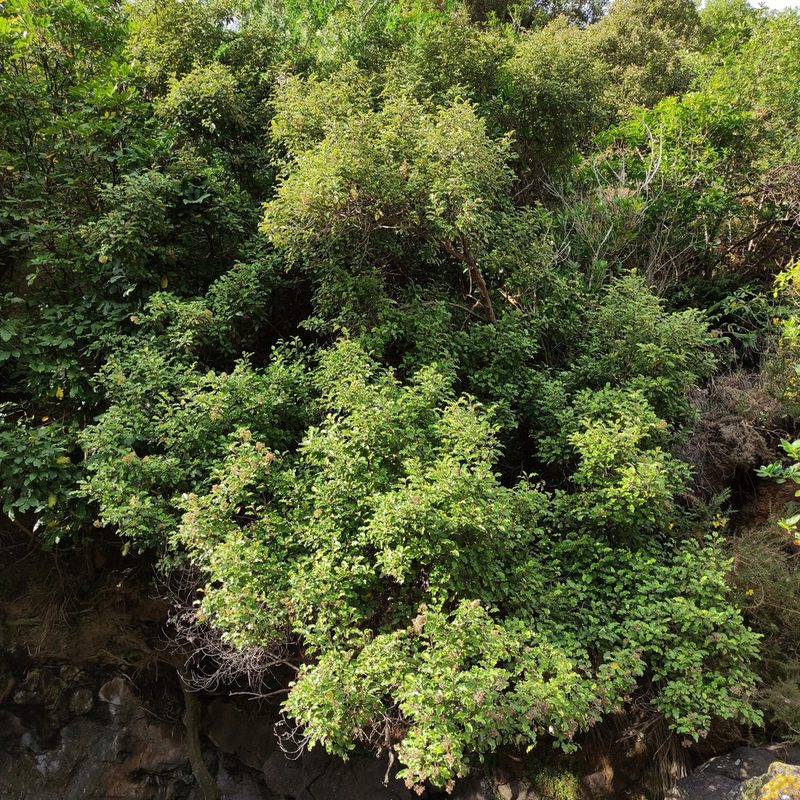 Olearia paniculata, photographed by Jenny Saito