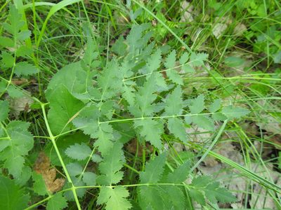 Peucedanum cervaria, photographed by Yves Bas