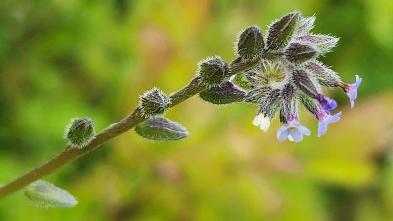 Myosotis discolor, photographed by Casey H. Richart