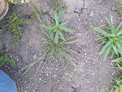 Festuca myuros, photographed by Rob Cuthrell