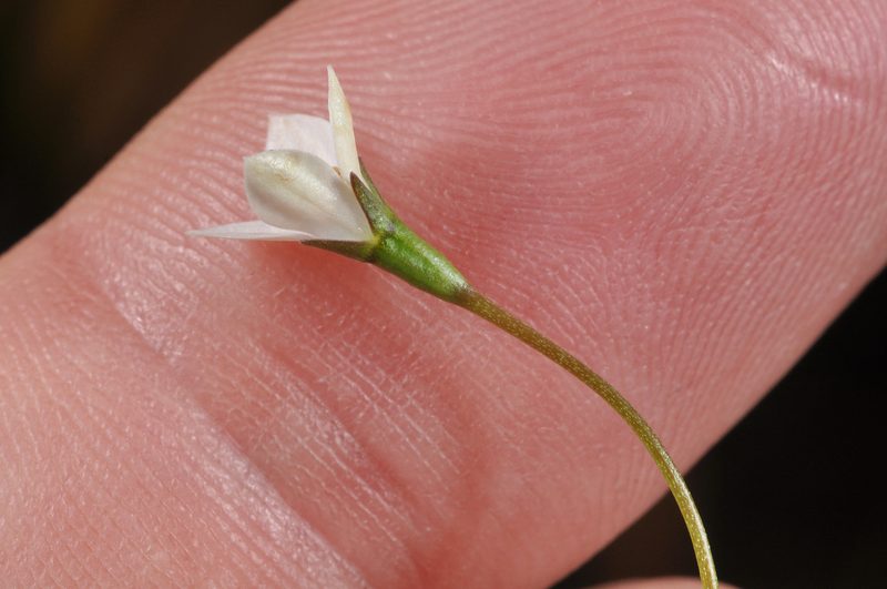 Wahlenbergia rupestris, photographed by Pieter Pelser
