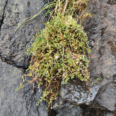 Samolus repens, photographed by Jenny Saito
