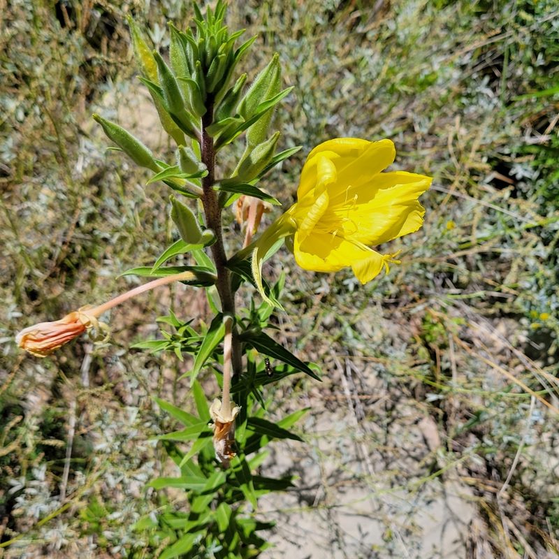 Oenothera elata, photographed by Dan Horowitz