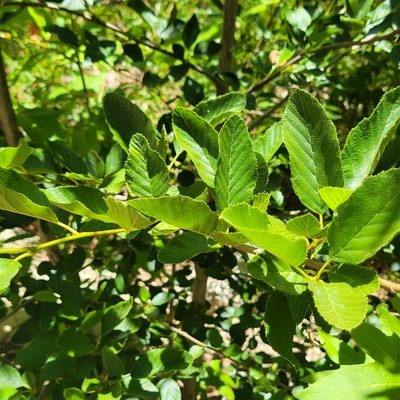 Alnus rhombifolia, photographed by Dan Horowitz