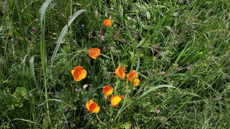 Eschscholzia californica, photographed by Loopy30