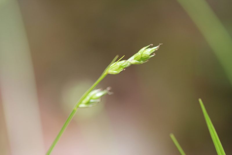 Carex deweyana, photographed by Quinten Wiegersma