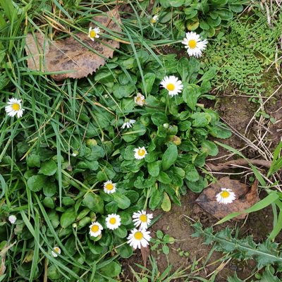 Bellis perennis, photographed by Jenny Saito