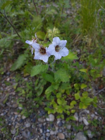 Phacelia bolanderi, photographed by Drew Meyer