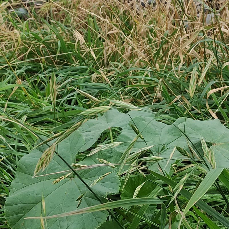 Bromus catharticus, photographed by Jenny Saito