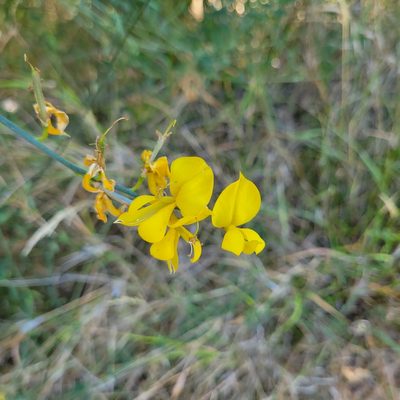 Spartium junceum, photographed by Dan Horowitz