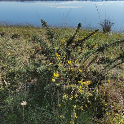 Ulex europaeus, photographed by Jenny Saito