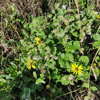 Arctotheca calendula, photographed by Jenny Saito