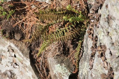 Dryopteris fragrans, photographed by Quinten Wiegersma