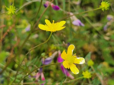 Ranunculus occidentalis, photographed by Casey H. Richart