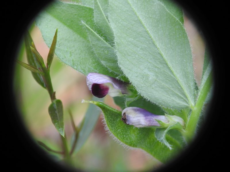 Vicia johannis, photographed by Yves Bas