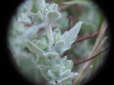 Hypericum tomentosum, photographed by Yves Bas