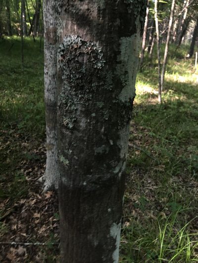 Carya myristiciformis, photographed by John Kees