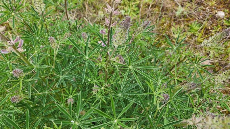Lupinus albicaulis, photographed by Casey H. Richart