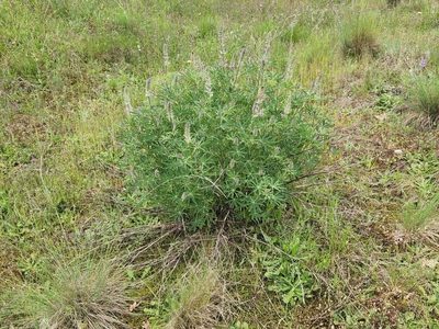 Lupinus albicaulis, photographed by Casey H. Richart