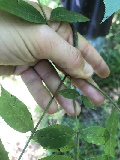 Carya myristiciformis, photographed by John Kees