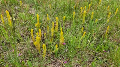 Castilleja levisecta, photographed by Casey H. Richart