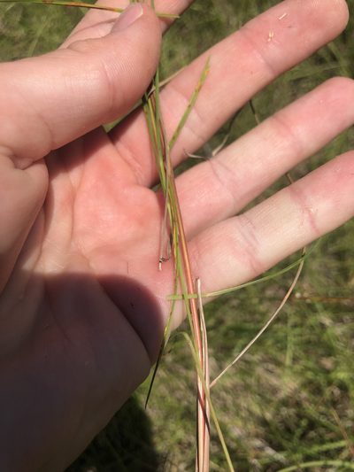 Juncus dichotomus, photographed by John Kees