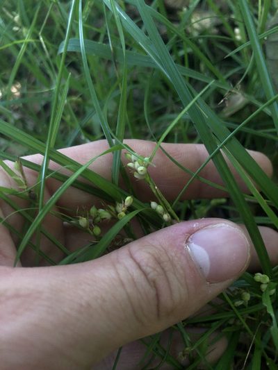 Carex bulbostylis, photographed by John Kees