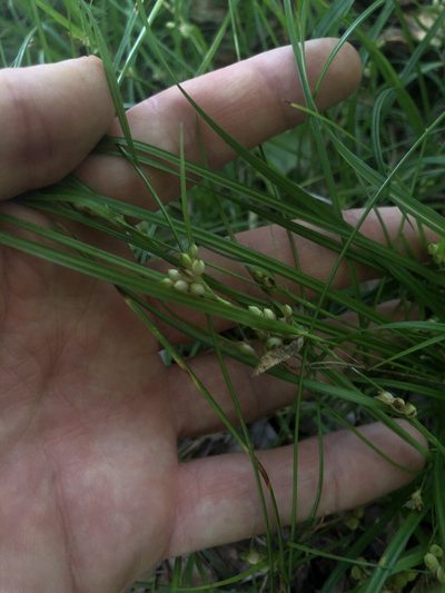 Carex bulbostylis, photographed by John Kees