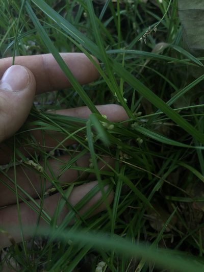 Carex bulbostylis, photographed by John Kees