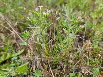 Microsteris gracilis, photographed by Casey H. Richart