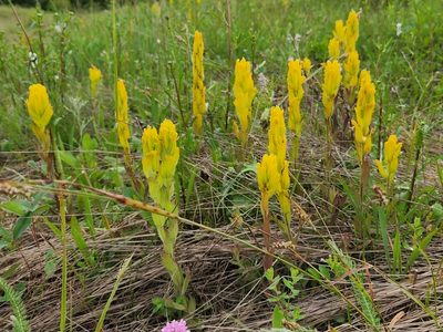 Castilleja levisecta, photographed by Casey H. Richart