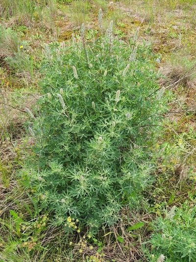 Lupinus albicaulis, photographed by Casey H. Richart